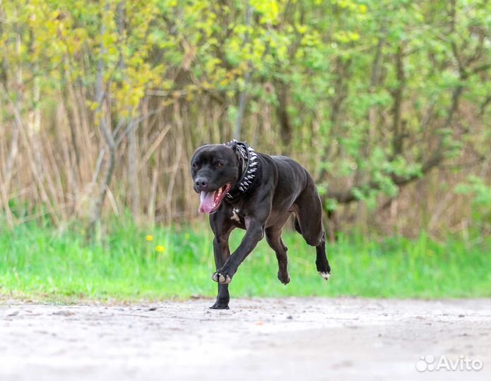 Питбультерьер