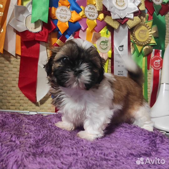 Продается щенок ши-тцу