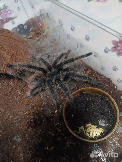 Паук птицеед