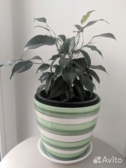 Фикус Бенджамина. Комнатные растения