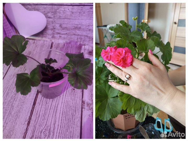 Пеларгония