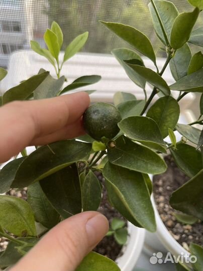 Цитрофортунелла-Каламондин