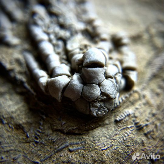 Морская лилия окаменелость ископаемое