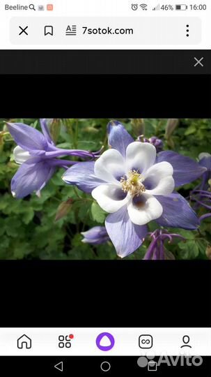 Цветы многолетние