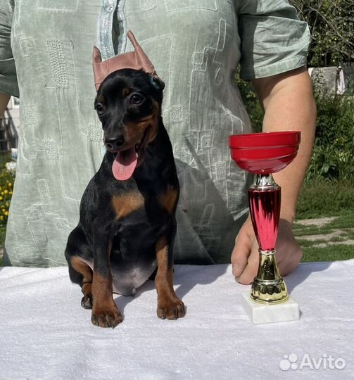 Щенок цвергпинчера (карликовый пинчер)