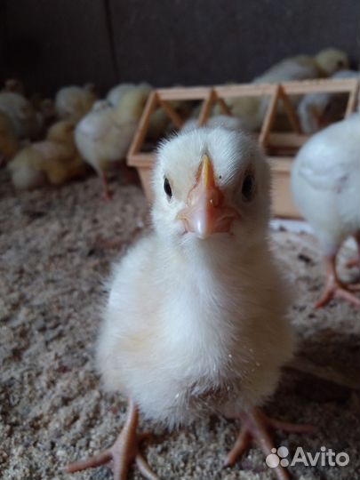 Бройлер росс 308