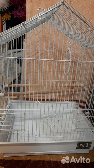 Клетка
