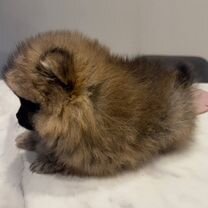 Померанский шпиц, щенок