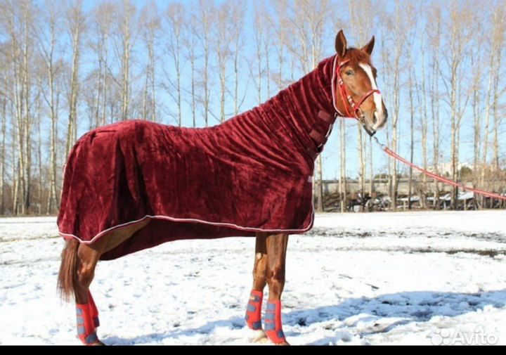 Попона для лошади
