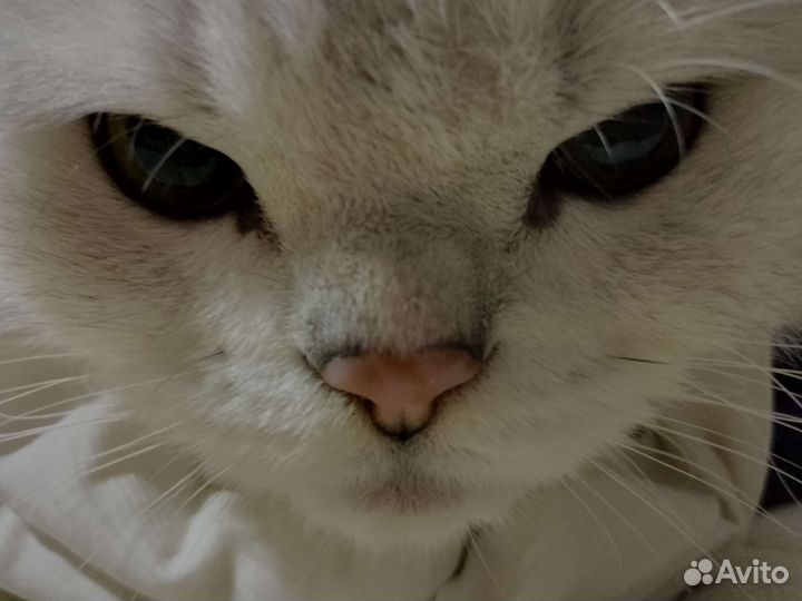 Шотландский котик