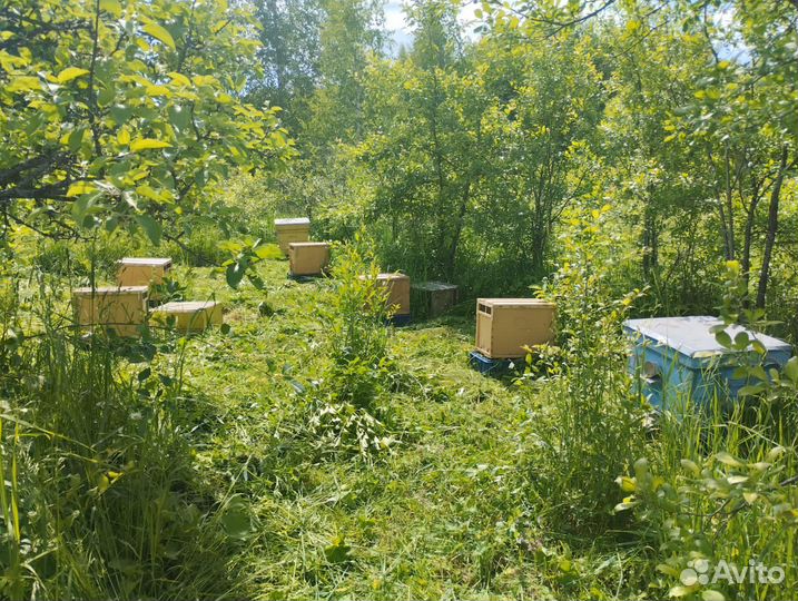 Пчелы пасека