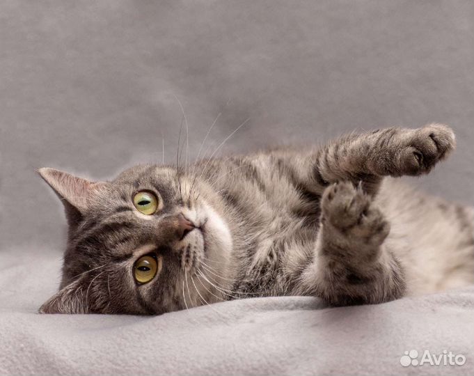 Зайка ищет дом