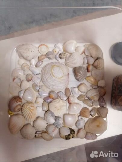 Морские ракушки раковины