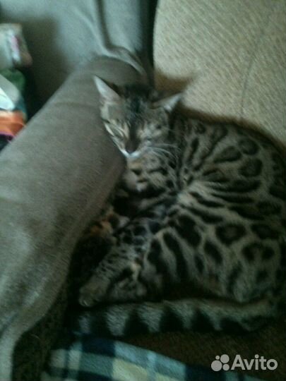 Передержка животных