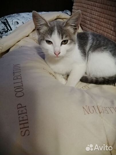 Котенок в добрые руки