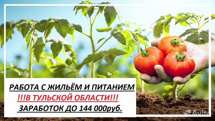 Рабочий в теплицу (сбор помидор) Вахта с жильём