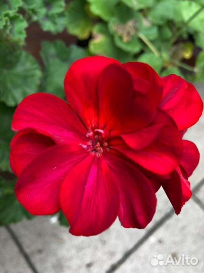 Герань красная