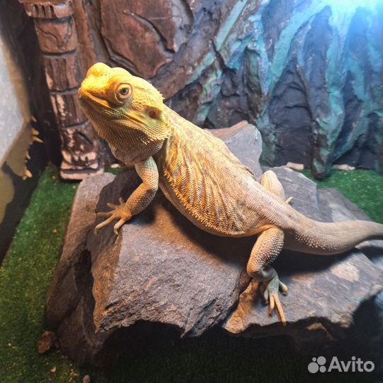 Барадатая агама