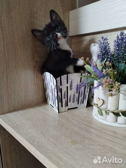 Котята в добрые руки бесплатно