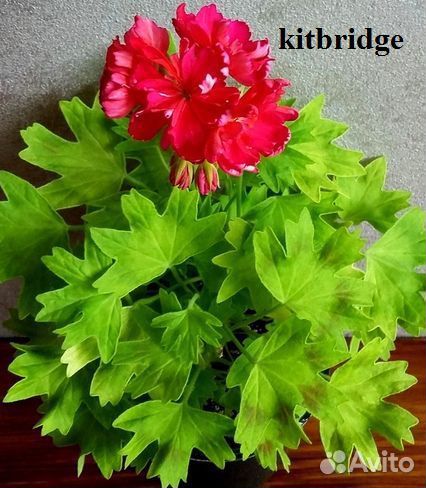 Пеларгонии сортовые