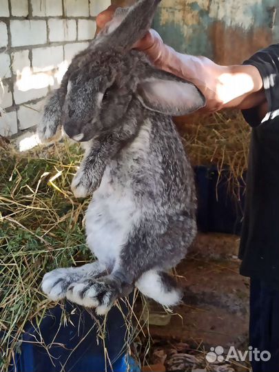 Кролики Великаны