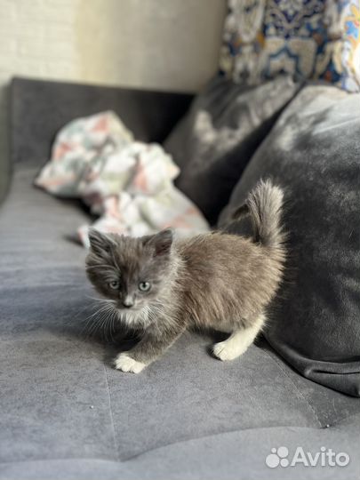 Котенок в дар