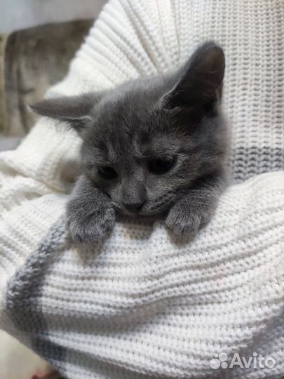 Отдам котят в добрые руки