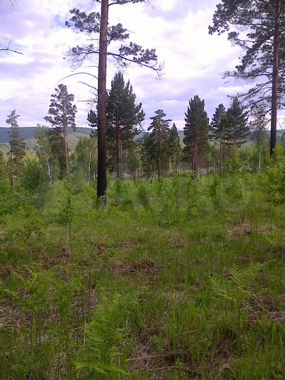 Участок 14,5 сот. (ИЖС)