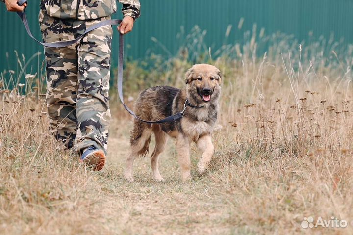 Кавказская овчарка метис щенок