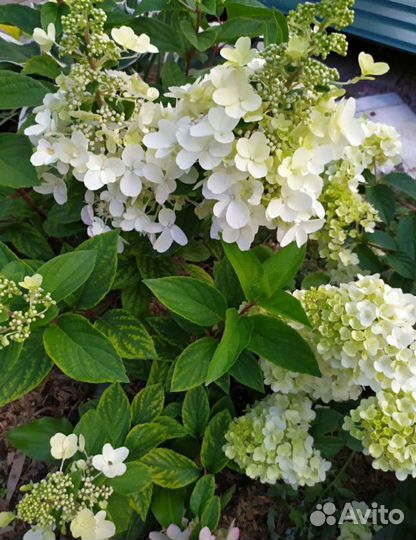 Гортензия метельчатая Новинки сезона