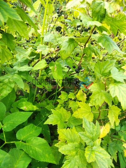 Участок 6 сот. (СНТ, ДНП)