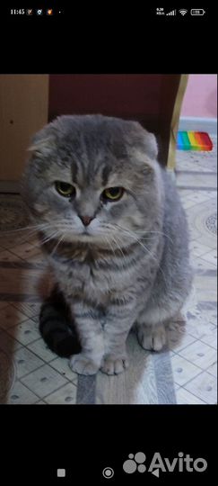 Шотландский вислоухий кот бесплатно