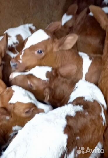 Бычки на откорм