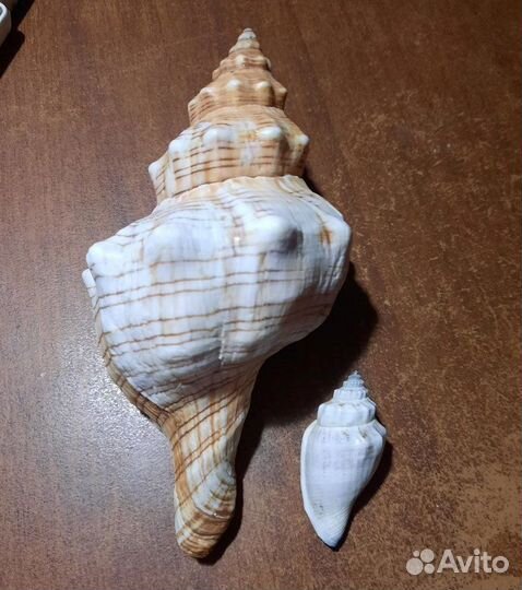 Морская ракушка раковина