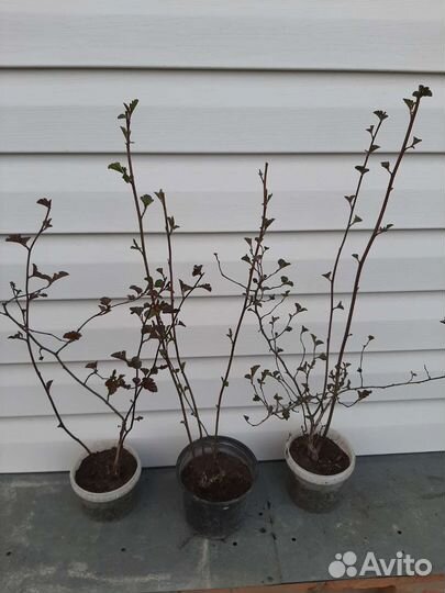 Пузыреплодник калинолистный