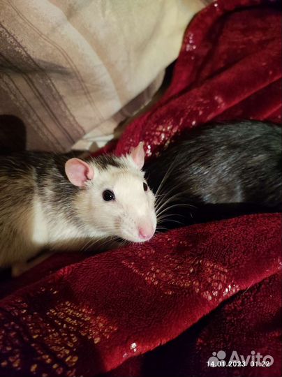 Крыса с клеткой