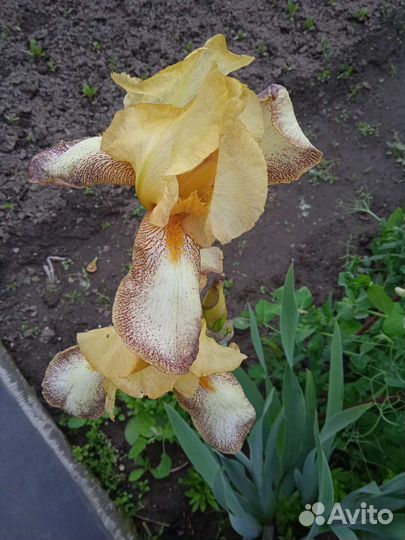 Ирисы садовые