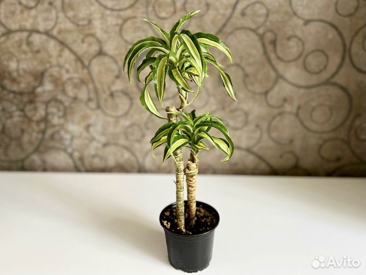 Комнатные растения строманта, ктенанта, драцена