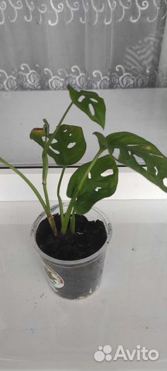 Монстера манки