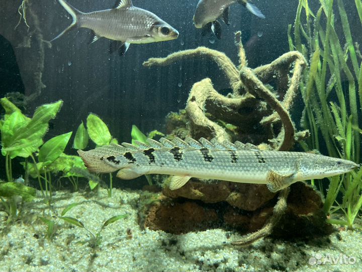 Аквариумные рыбки