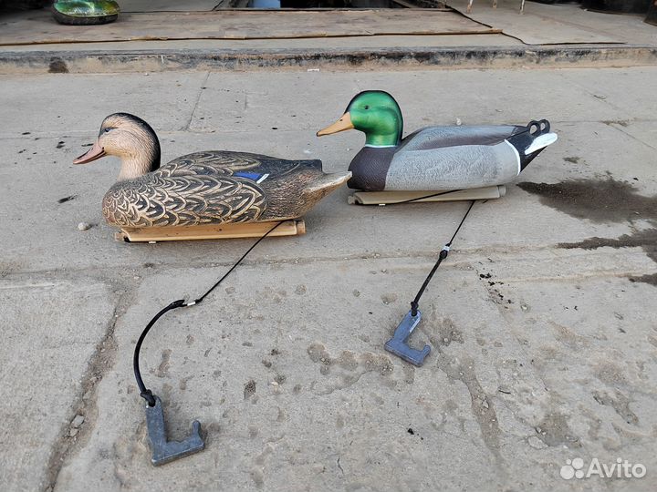 Чупела уток greenhead