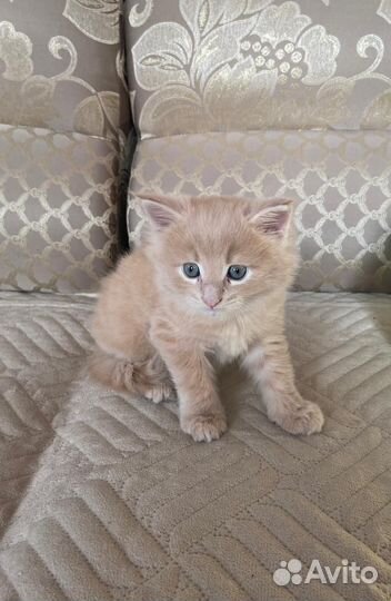 Мэйн кун кошечка с документами