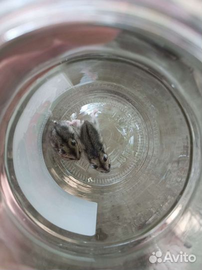 Хомяки джунгарики бесплатно остался один малыш)