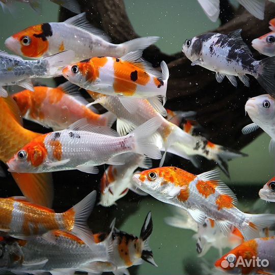 Рыба в пруд