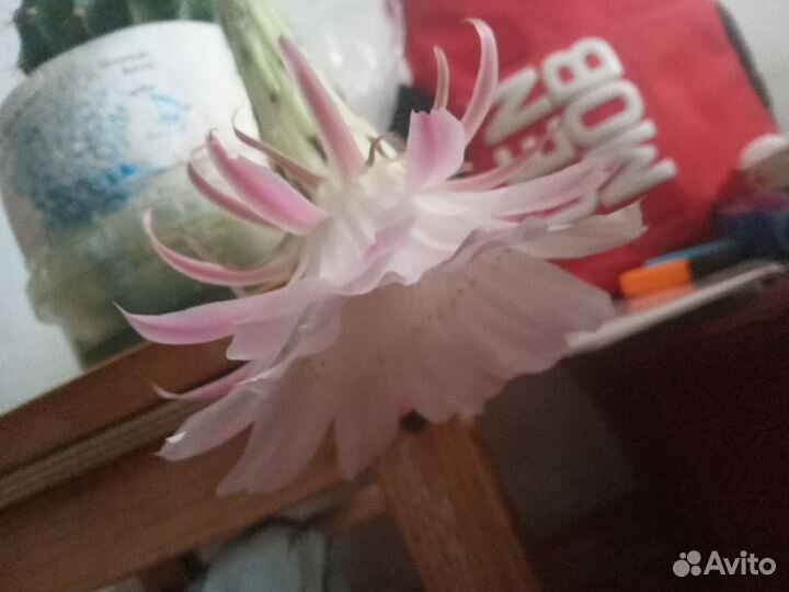 Кактус цветущий