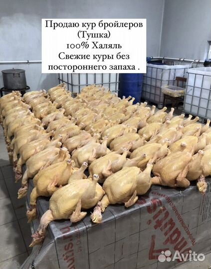 Куры бройлеры тушки мясо