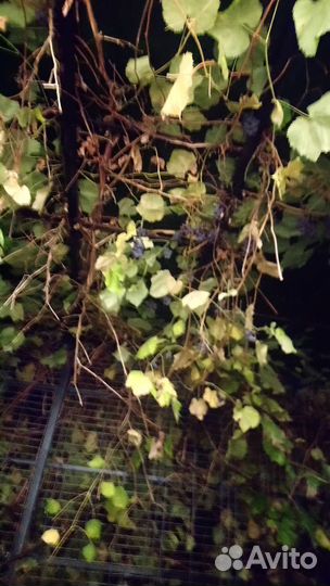 Виноград Лидия