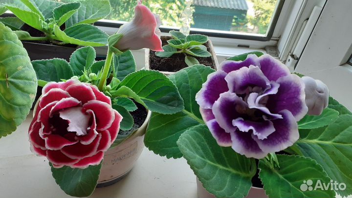 Глоксиния махровая цветущая