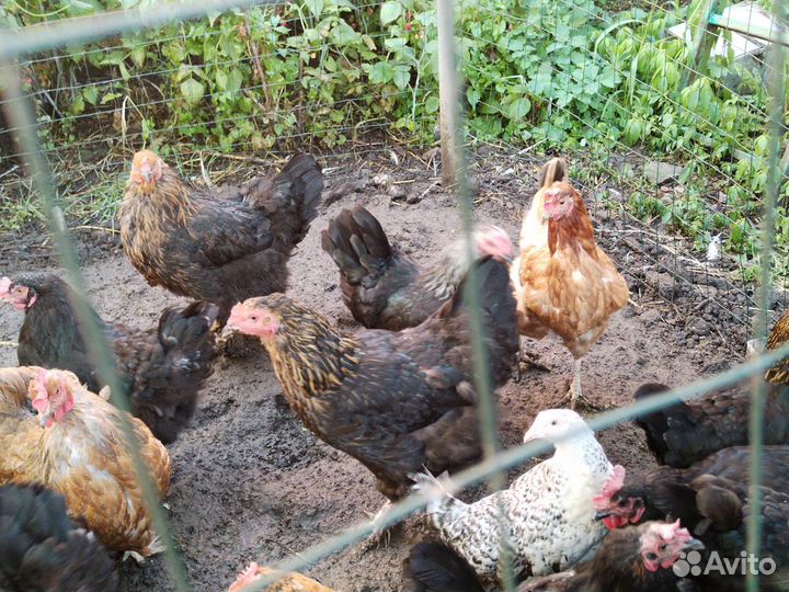 Куры несушки