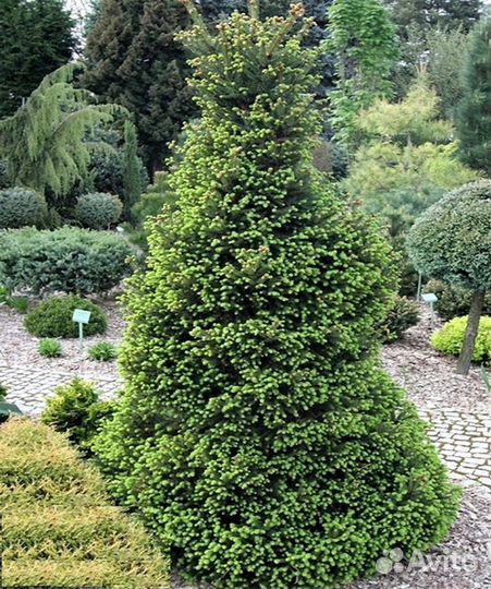 Picea abies Will's Zwerg